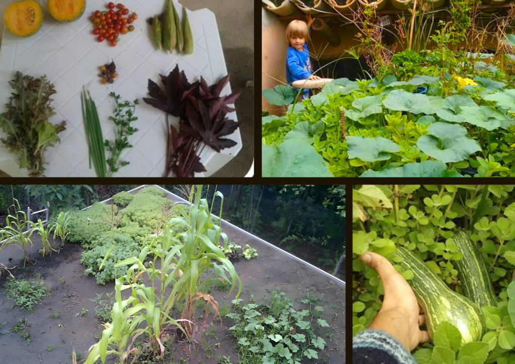 telhados verdes com produção de alimentos - projeto e obra Biohabitate