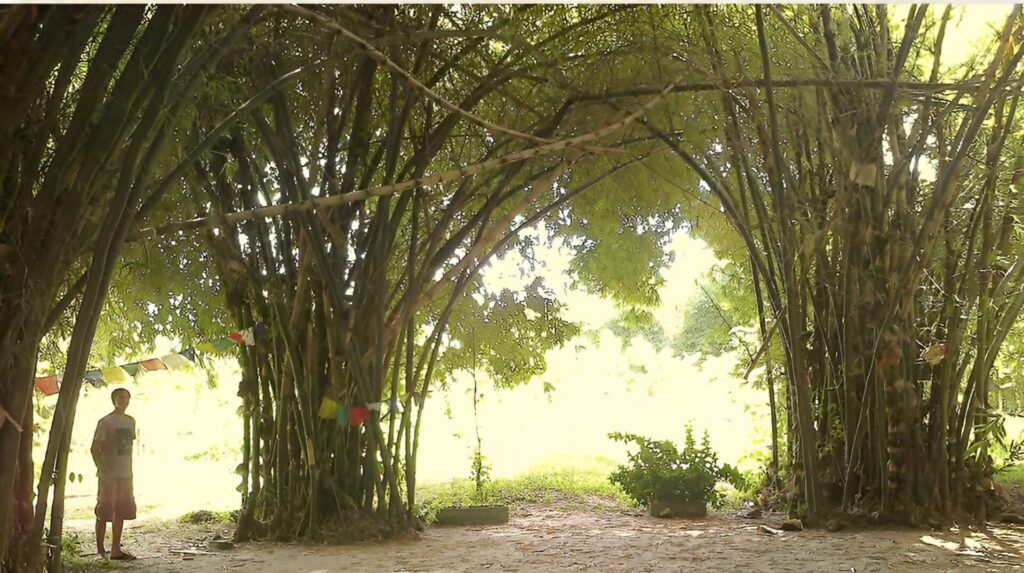Caminho por bambuzal para organizar aspecto de bioconstrução.