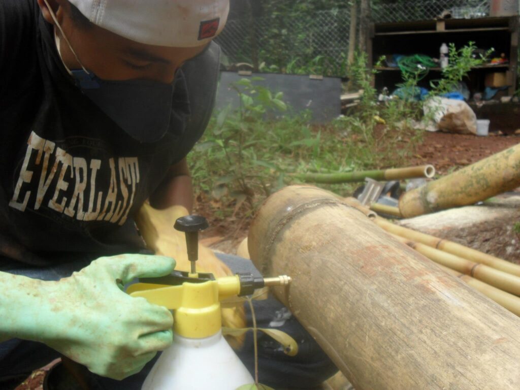 Tratamento químico de Bambu Gigante